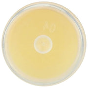 LIP BALM Mongo Kiss 6-Pack (6 Lips