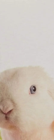Farmhouse Fresh Rich Shea Butter Body Cream - Fluffy Bunny 8oz - Product Image