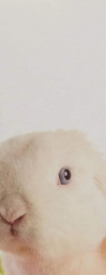Farmhouse Fresh Rich Shea Butter Body Cream - Fluffy Bunny 8oz - Product Image