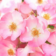 Weleda - Wild Rose Smooth Eye Cream | 10ml - Product Image
