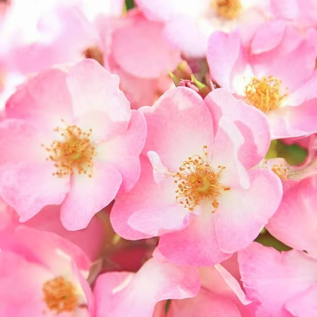 Weleda - Wild Rose Smooth Eye Cream | 10ml - Product Image
