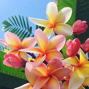Pure Fiji Spa Gifts for Women and Man - Body Gift Box Include: Sugar Scrub, Bath and Body Oil, Body Butter and Body Lotion...
