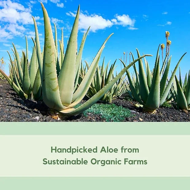 Aloe Vera After Sun Gel by Florida Glow - Organic Aloe Vera Gel for Sunburn Relief - 98% Pure Aloe Vera Moisturizer for Fa...