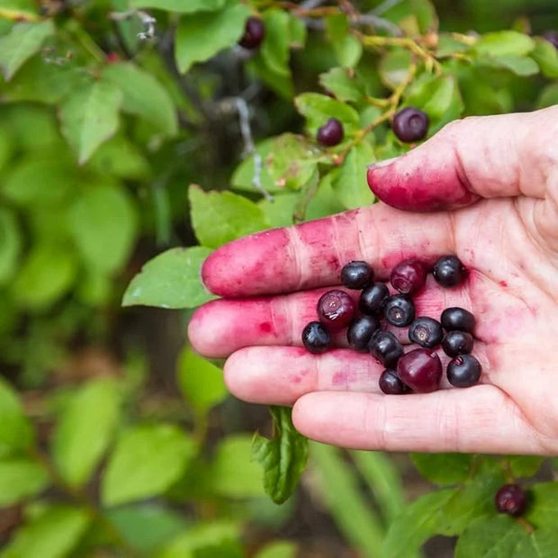 Huckleberry Lip Butter - Organic Cold-Pressed Balm